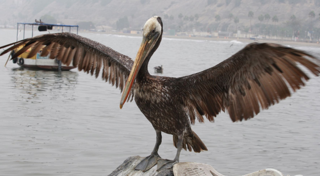 Senasa declara alerta sanitaria todo el país ante presencia de influenza aviar