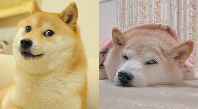 Kabosu, la perrita de los memes, se encuentra en estado crítico