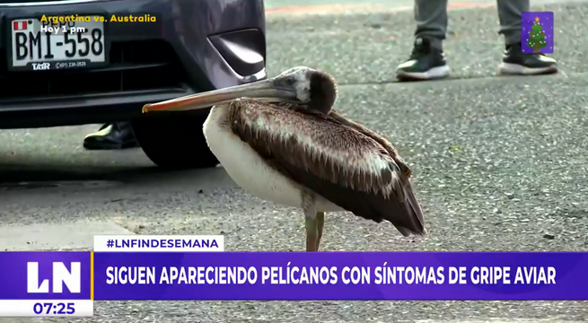 Gripe aviar: continúan apareciendo aves marinas con síntomas de la enfermedad