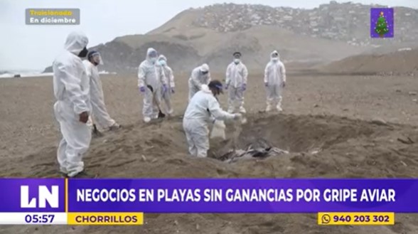 Chorrillos: negocios en las playas se quedan sin ganancias por la gripe aviar