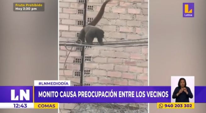 Comas: mono suelto causa preocupación entre los vecinos