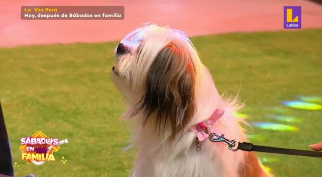 Sábados en Familia: Los engreídos del hogar se lucieron en ‘Mi mascota tiene talento’