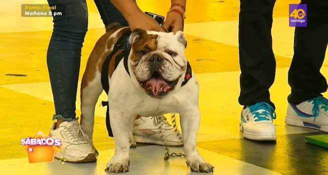 Sábados en Familia: ‘Shadow y ‘Hércules’ jugaron ‘Laberinto de mascotas’