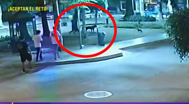 Dictan prisión preventiva contra sujeto que disparó y mató a perro rottweiler