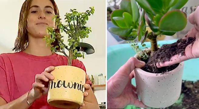 Compost: despide a tu mascota con una alternativa sostenible