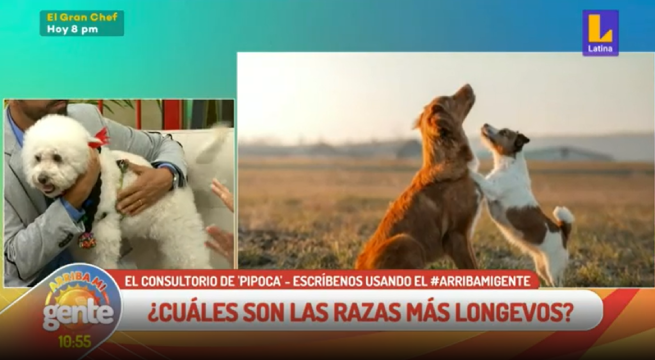 Consultorio de Pipoca: ¿Cómo calculamos la edad de nuestros perros?