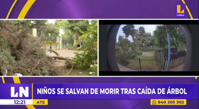 Ate: padre y sus hijos se salvaron de morir tras la caída de un árbol 
