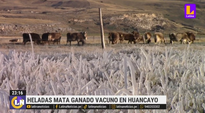 Heladas matan ganado en zonas altas de Huancayo