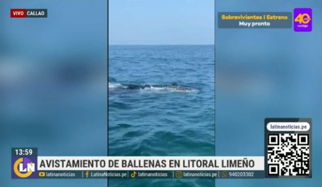 La Punta: personas captan a ballena frente al litoral chalaco