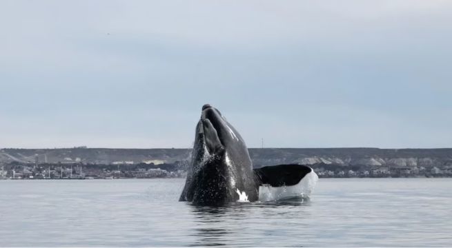 Ballenas en Barranco y La Punta: ¿tiene que ver con El Niño?