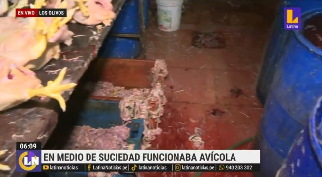 Los Olivos: clausuran avícola clandestina donde inflaban pollos