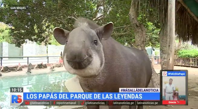 Parque de las Leyendas: los increíbles papás del zoológico