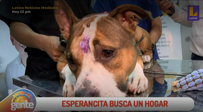 Esperancita busca un hogar: Perrito fue abandonado junto a un poste en San Miguel
