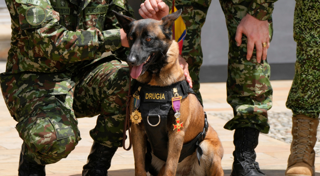 Colombia: es casi imposible hallar a Wilson, el perro que participó en rescate de niños en la selva