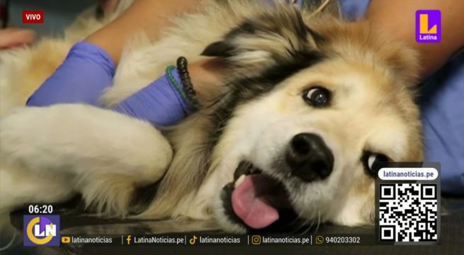 Científicos buscan retrasar la vejez de los perros con fármaco