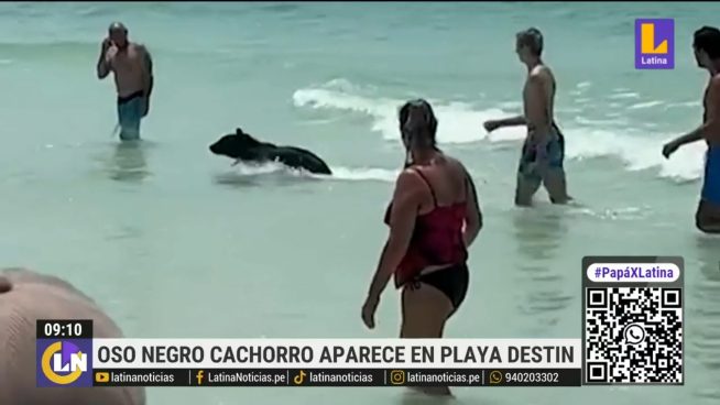 ¡Increíble! Pequeño oso disfruta del verano en playa de Florida