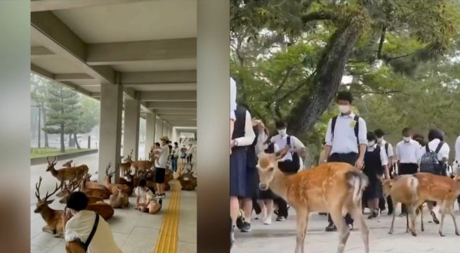 Ciervos protagonizan tierno momento tras protegerse de lluvias