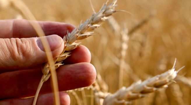 Crisis alimentaria: más de 735 millones de personas en el mundo sufren de hambre