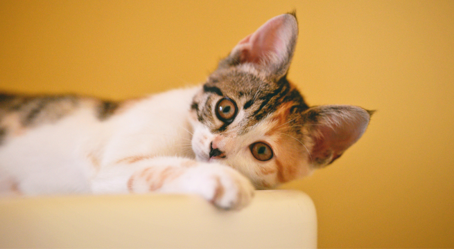 OMS alerta sobre gripe aviar en gatos: ¿qué es y cómo detectarlo?