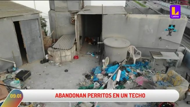 Vecinos y municipio de Miraflores buscan rescatar a animales abandonados en azotea de vivienda