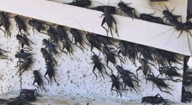 Grillos y otras cinco plagas llegarán a Lima y más regiones del Perú, según Senasa