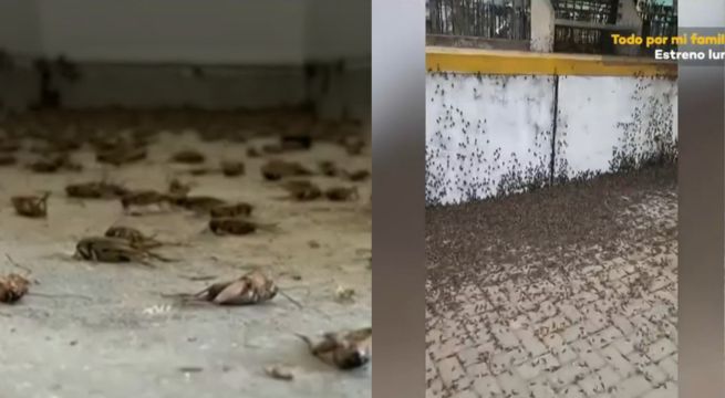 ¡De no creer! Plaga de grillos invade hospital de Piura
