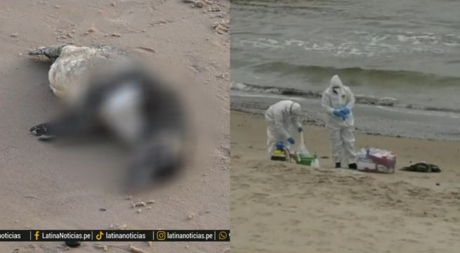 ¡Terrible! Encuentran más de 200 pingüinos muertos en Uruguay
