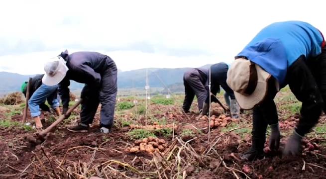 Ingresos de los peruanos a la baja por caída de la economía