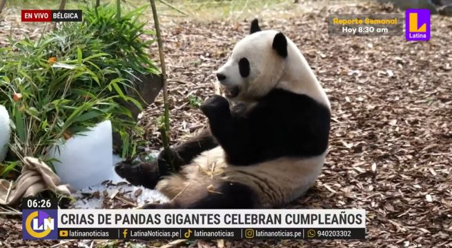 Pandas gemelos se vuelven viral al celebrar cumpleaños en Bélgica | VIDEO