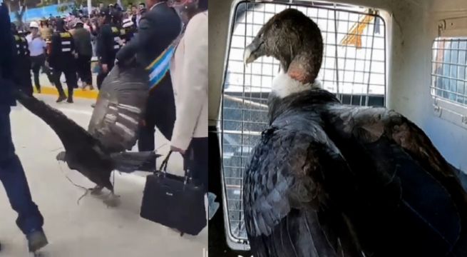 Cóndor fue atado con una soga y paseado en Apurímac por Fiestas Patrias