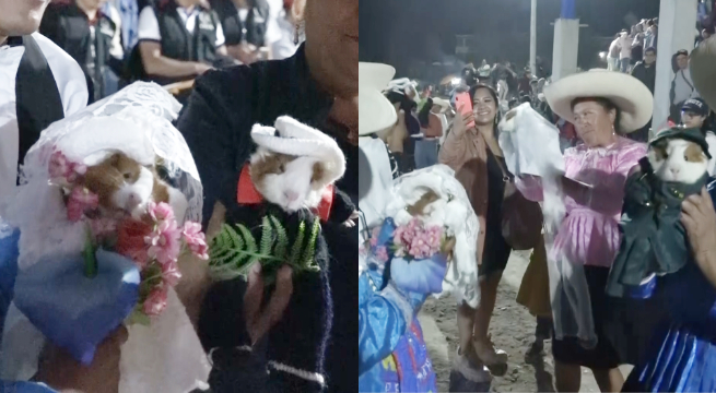 Cajamarca: celebran singular boda de cuyes en festival de Chota