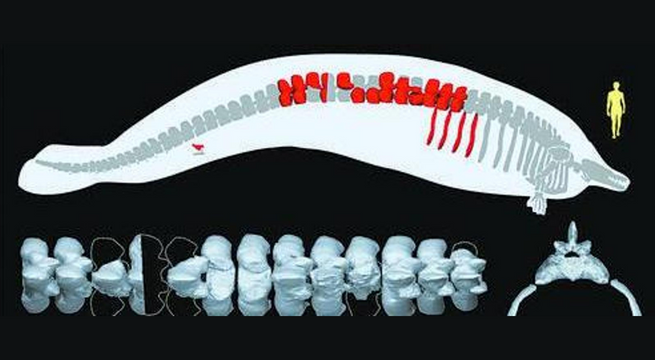 'Perucetus Colossus', el mamífero más pesado del mundo que fue descubierto en Perú