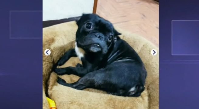 Sujetos roban a perrita en la puerta de su casa