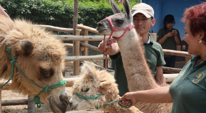 Conoce cuándo se inaugurará el nuevo Parque de las Leyendas Huachipa