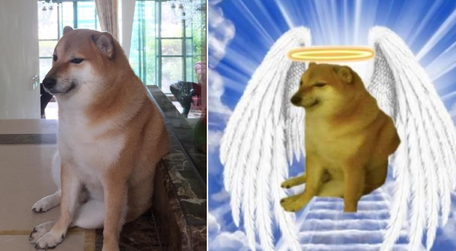 ¡Te vamos a extrañar, Cheems! Fallece el icónico perrito que conquistó las redes