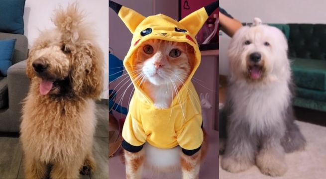 Descubre las mascotas Tiktokers que han cautivado al Perú