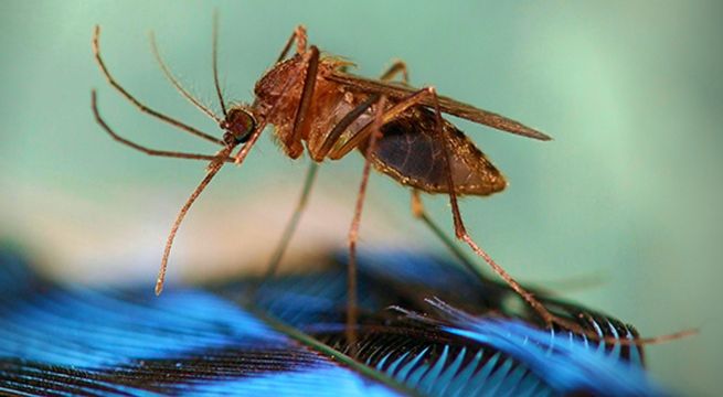 Un raro virus transmitido por zancudos causa temor en Estados Unidos