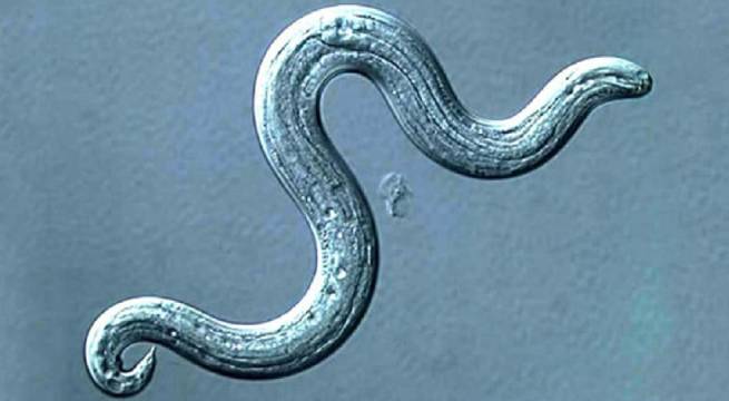 Gusano que pasa de ratas a caracoles y luego a humanos invade sudeste de Estados Unidos