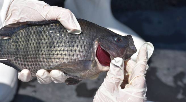 Mujer pierde manos y piernas tras comer pescado poco cocido
