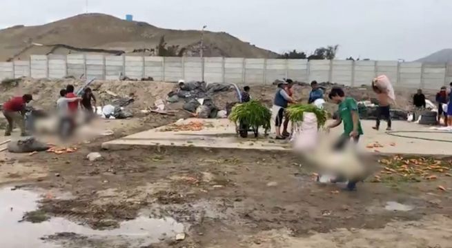 Huaral: perritos callejeros murieron luego de ser envenenados