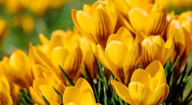 ¿Por qué se regalan flores amarillas el 21 de septiembre?