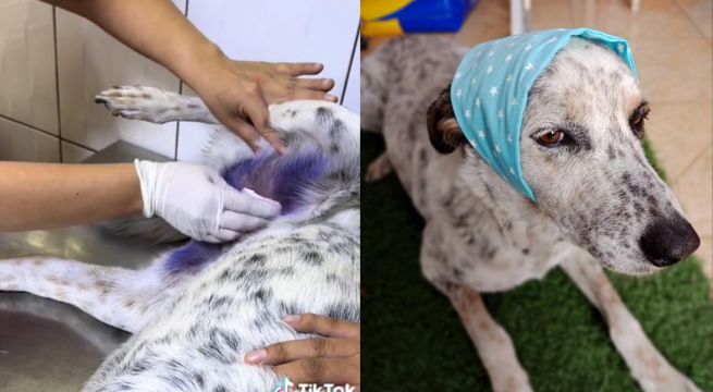 Conoce a Lucía, la perrita que lucha contra el cáncer