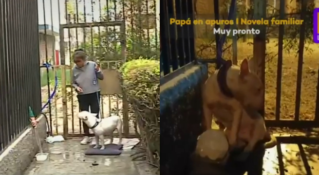 Los Olivos: perro fue abandonado y amarrado a reja