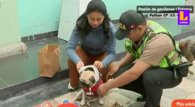 ¿Cómo denunciar el maltrato animal? Policía da recomendaciones para hacerla efectiva