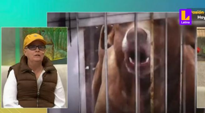 Violencia animal: Etóloga explica cómo tratar la salud emocional de nuestras mascotas