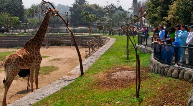 Parque de las Leyendas Huachipa: conoce cuándo reabrirá sus puertas y el costo de las entradas