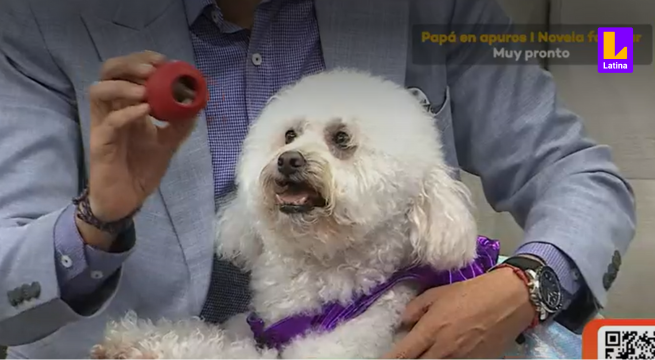 Perro estresado: síntomas y cómo ayudarlo en 