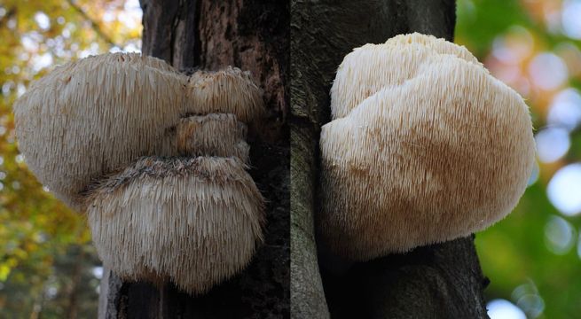 Melena de león, el hongo 'milagroso' que mejora la memoria y más, según nuevo estudio