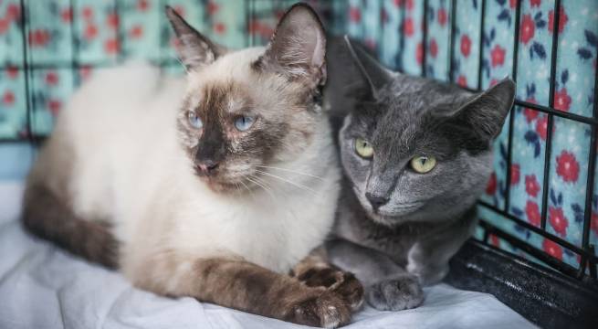 Rabia humana: conoce aquí si es posible que los gatos transmitan la enfermedad