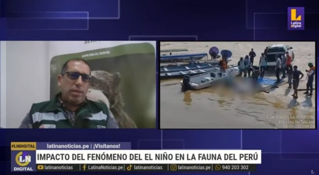 El niño amenaza a la fauna peruana: Impacto en distintos ecosistemas y especies en peligro